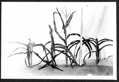 Corn Stalks
