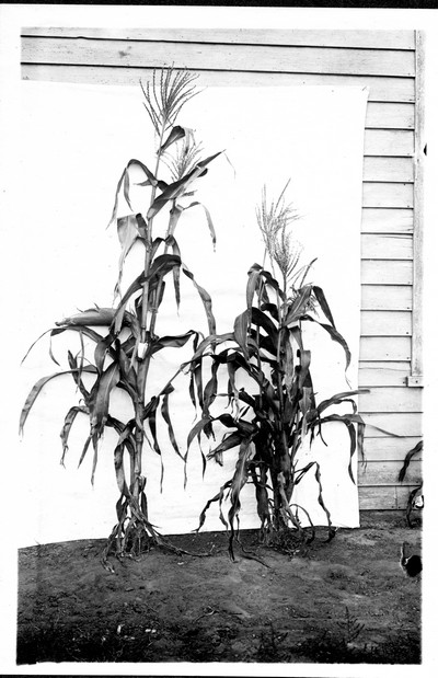 Corn Stalks