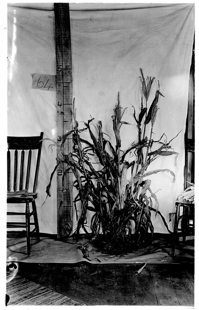 Corn Stalks