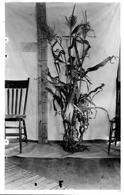 Corn Stalks