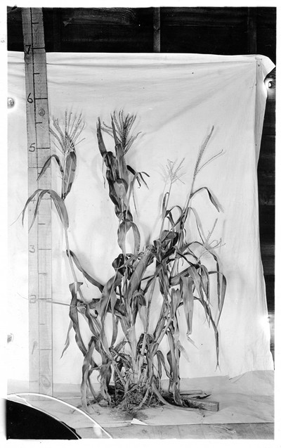 Corn Stalks