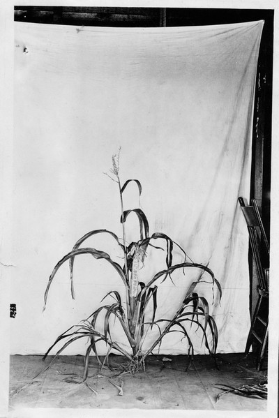 Corn Stalks