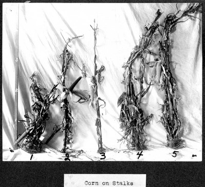 Corn Stalks
