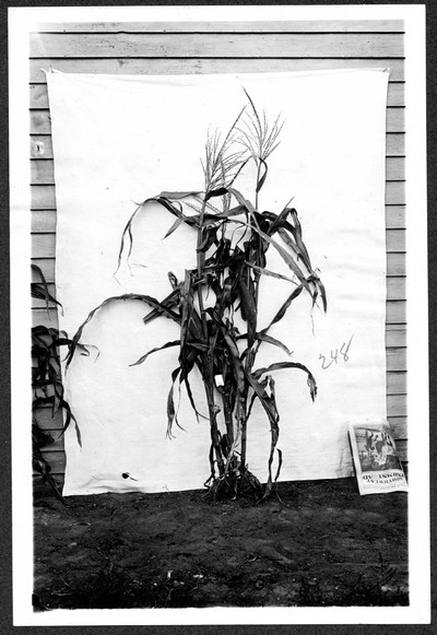 Corn Stalks