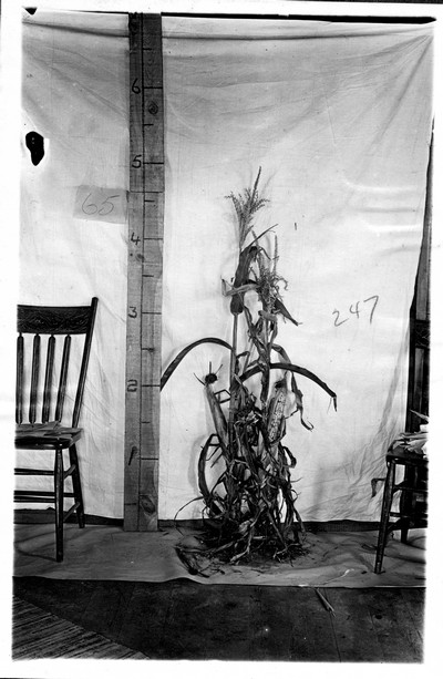 Corn Stalks