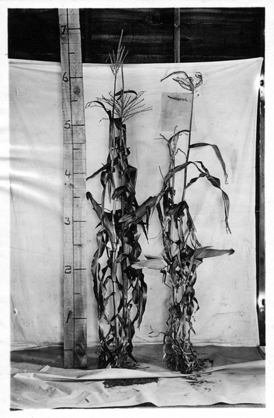 Corn Stalks