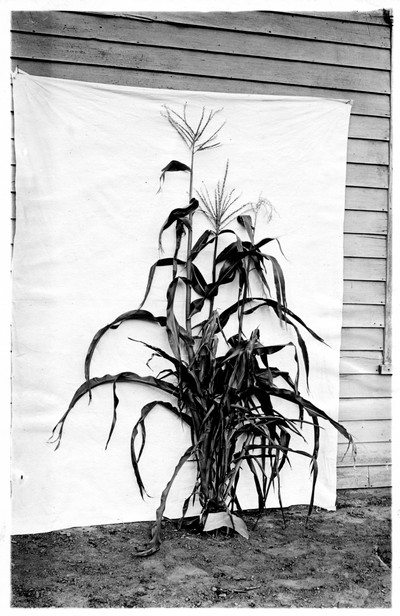 Corn Stalks