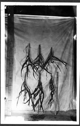 Corn Stalks