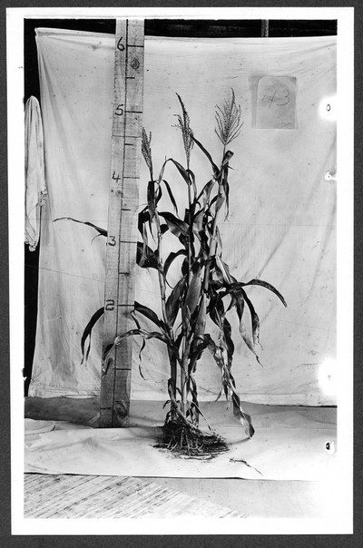 Corn Stalks