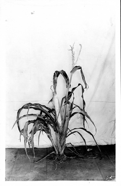 Corn Stalks