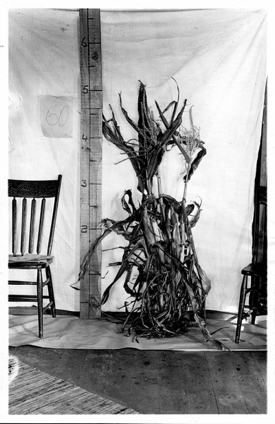 Corn Stalks