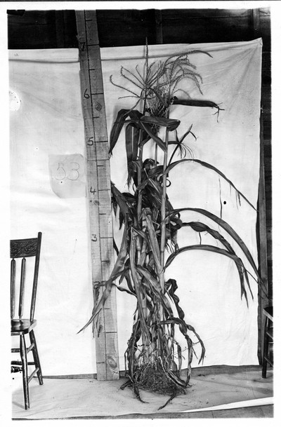 Corn Stalks