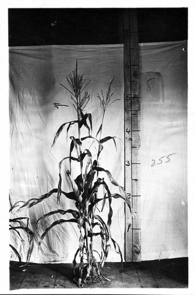 Corn Stalks