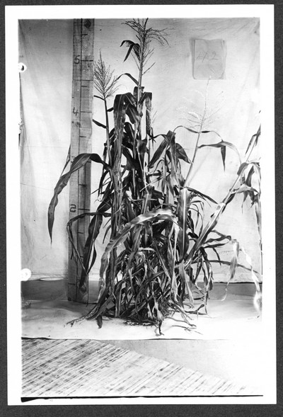 Corn Stalks