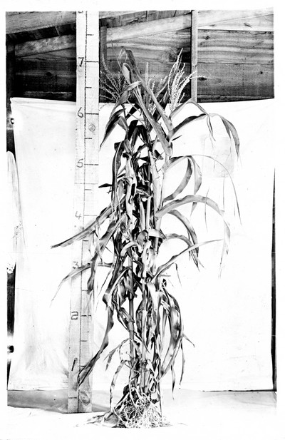 Corn Stalks