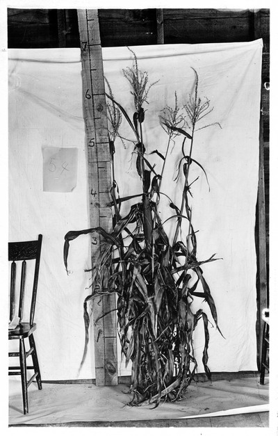 Corn Stalks