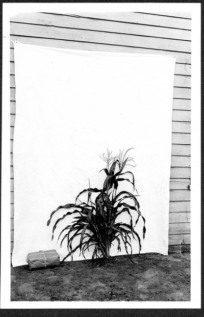 Corn Stalks
