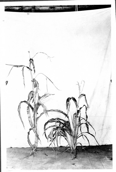 Corn Stalks