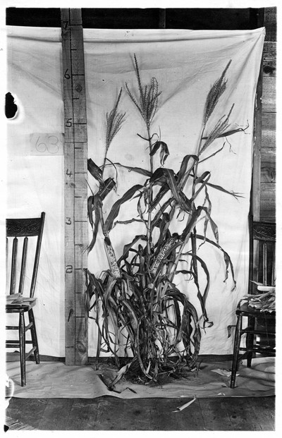 Corn Stalks