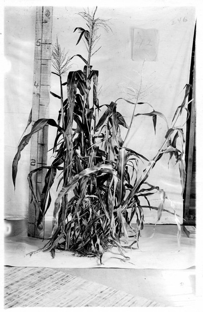 Corn Stalks