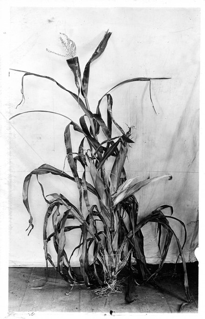 Corn Stalks