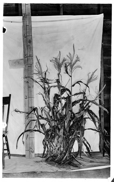 Corn Stalks
