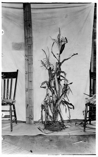 Corn Stalks