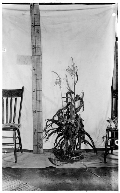 Corn Stalks