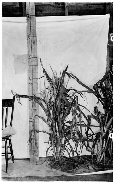 Corn Stalks