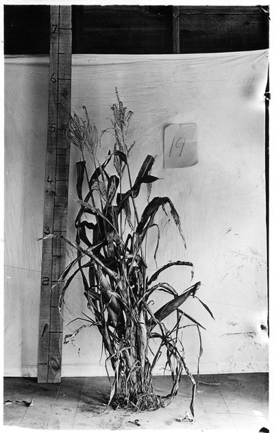 Corn Stalks
