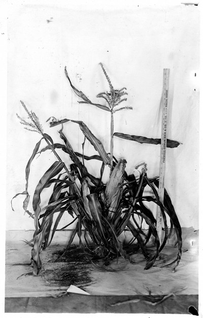 Corn Stalks