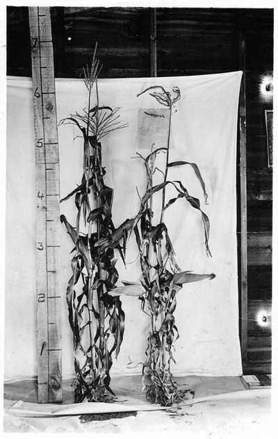 Corn Stalks
