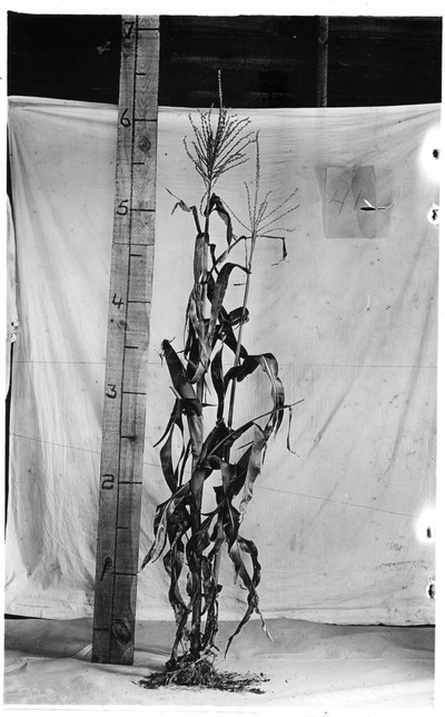 Corn Stalks