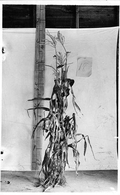 Corn Stalks