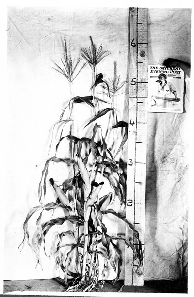 Corn Stalks