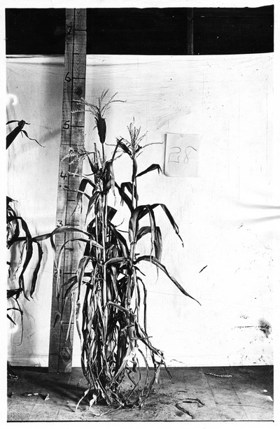Corn Stalks