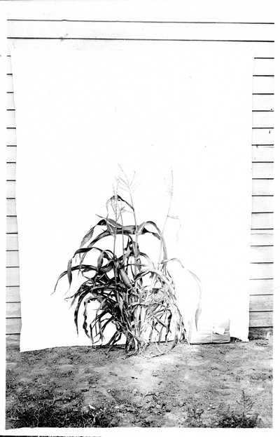 Corn Stalks