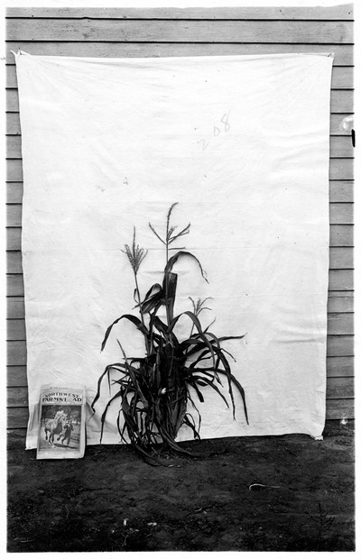 Corn Stalks