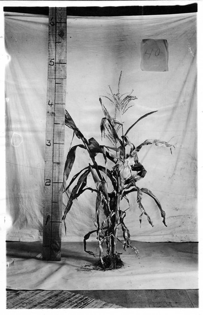 Corn Stalks
