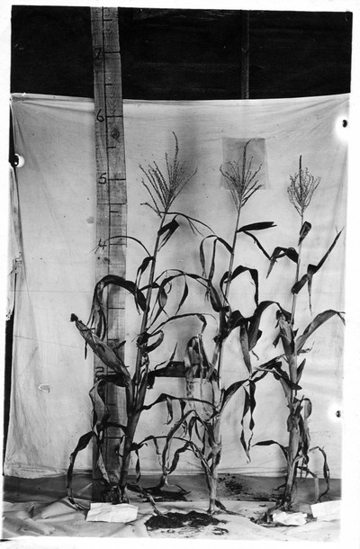 Corn Stalks