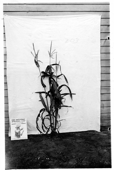 Corn Stalks