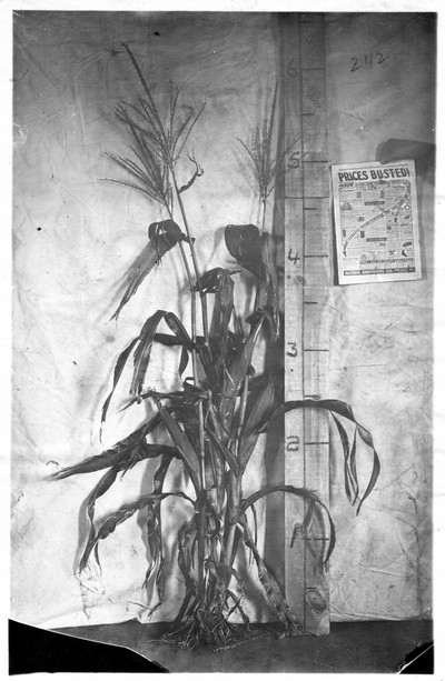 Corn Stalks