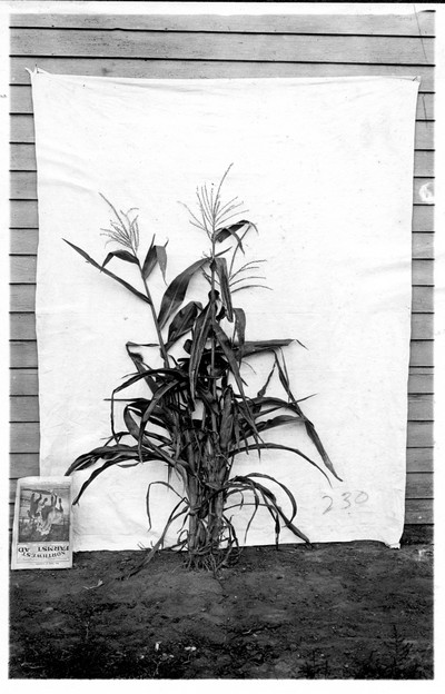 Corn Stalks
