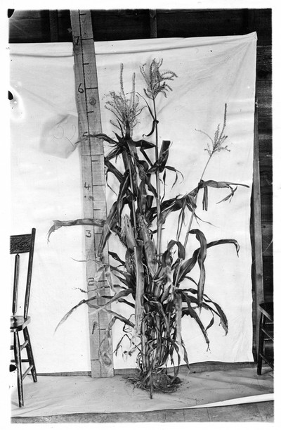 Corn Stalks