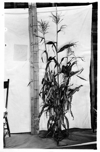 Corn Stalks