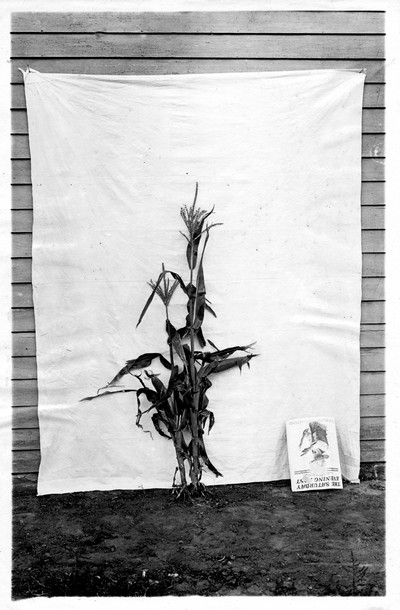 Corn Stalks
