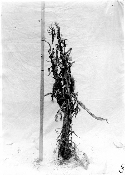 Corn Stalks
