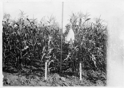 Corn