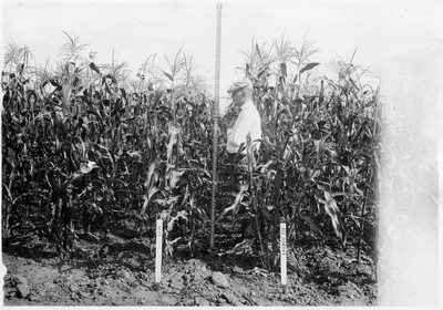 Corn Variety Test