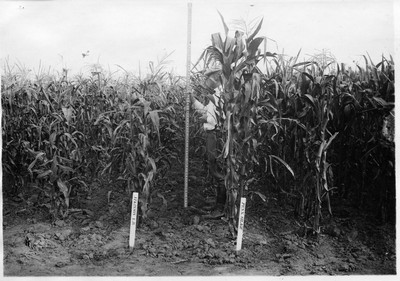 Corn Variety Test